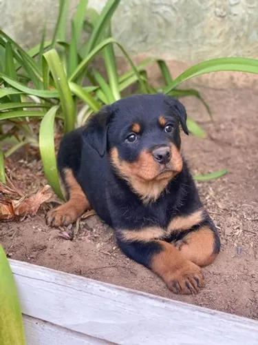 Rotweiller Alto Padrao