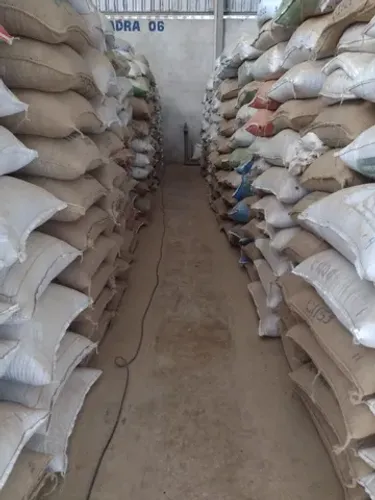 Café arábica cru, em pó ou grão 