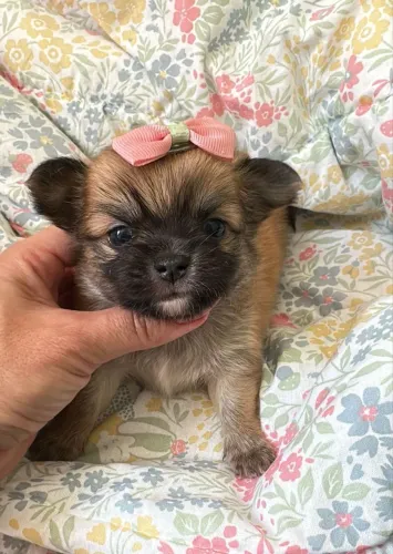 Chihuahua fêmea Pêlo longo na cor Sablê 