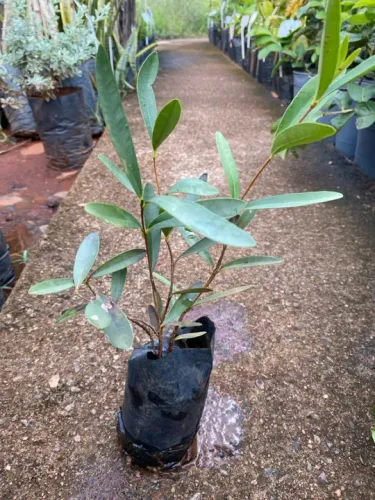 Muda de pitanga do cerrado 