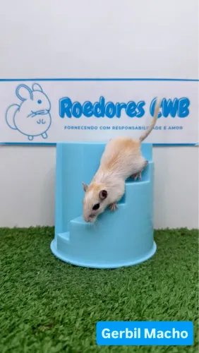 Esquilo da Mongólia/Gerbil (Roedores CWB) 
