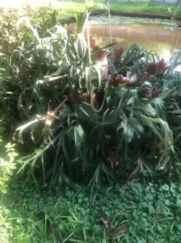 Planta de interior Samambaia - Chifre de Veado