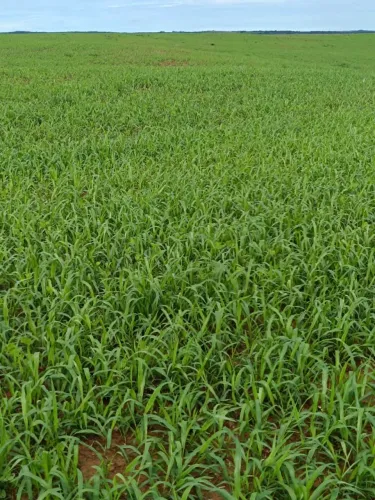 Fazenda de arrendamento 2.000 plantando em Paranatinga MT.