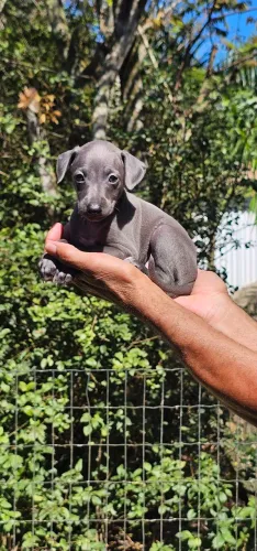 Galgo Italiano - Menor Galguinho