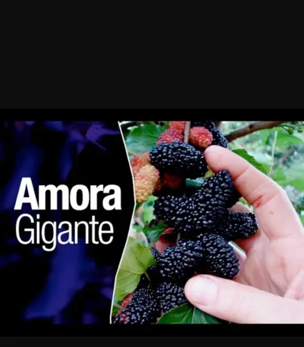 Amora Gigante - Mudas já produzindo