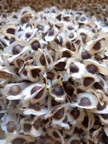 5.000 Sementes de Moringa Oleífera - Qualidade Superior