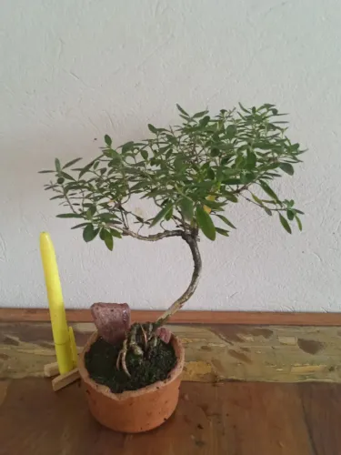 Bonsai Serissa Phoetida