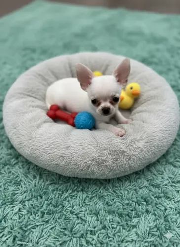 Chihuahua branco. Alegria garantida.!