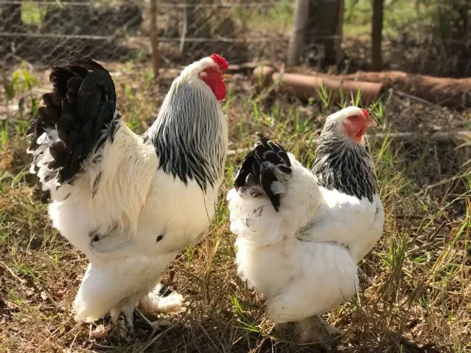 Ovos e pintinhos raça Brahma