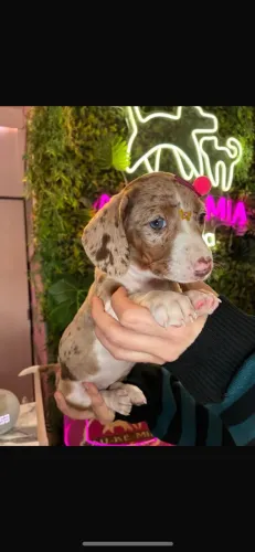 Dachshund ( linguicinha ) encante a vida