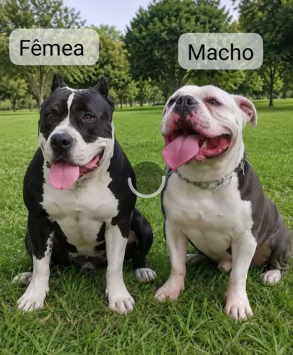 Pitbul american bully Blue