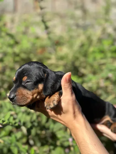 Dachshund macho Black tan 