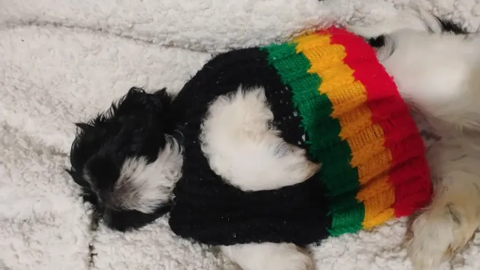 Shisu 2bmeses vermifugados vacinados raça bem pequenas..