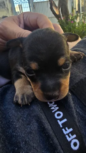 Pinscher Macho 01