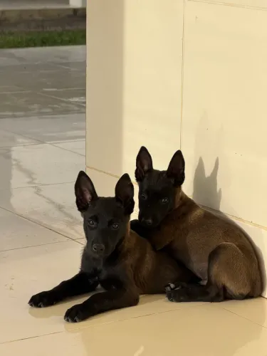 Pastor belga malinois