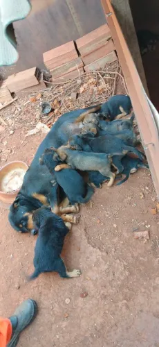Doação de filhotes de rottweiler