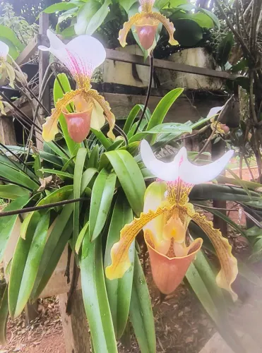 Orquídeas