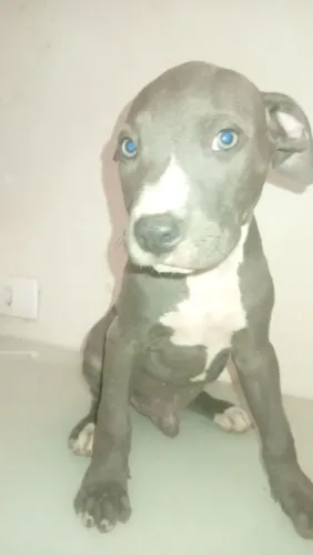 Cachorro Pitbull