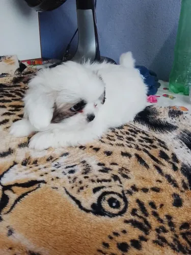 Último machinho disponível Lhasa apson 