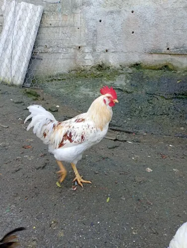 Galo