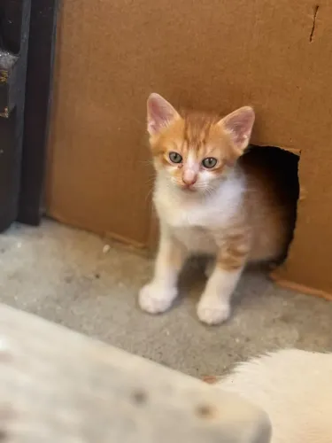 Filhotes de gatinhos para adoção responsável