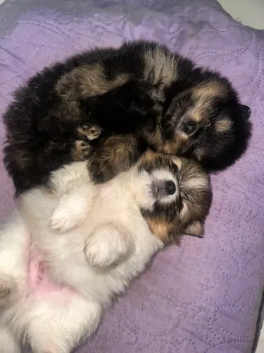 Filhote de Lulu
