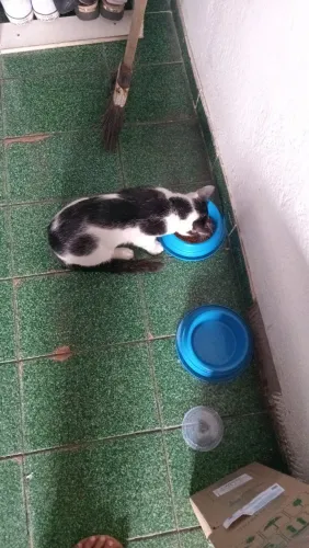 Doa se um gato 