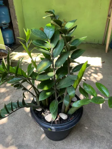 Plantas a venda