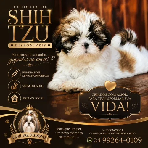 Filhotes de Shih Tzu disponíveis