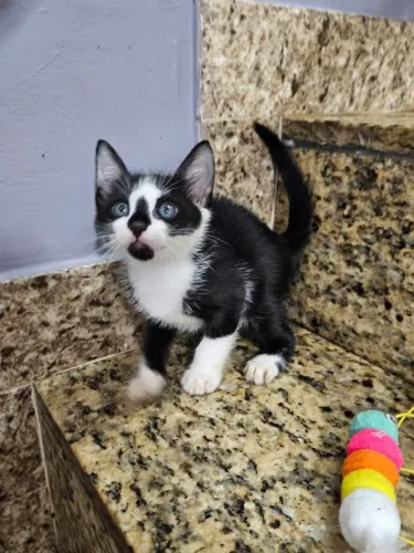 Gatinho filhote lindo para adoção