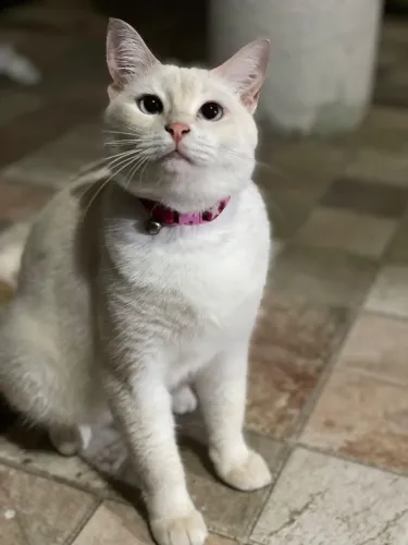 Gata Fêmea 