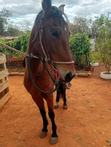 Mangalarga marchador marcha batida