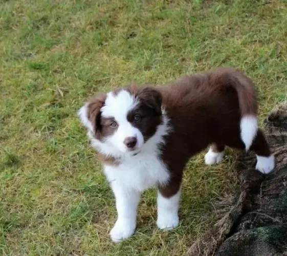 Border Collie Um companheiro que observa com cuidado