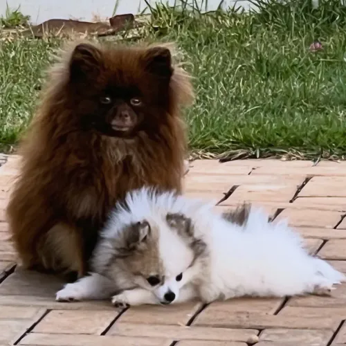 Filhote de Spitz Alemão Anão macho