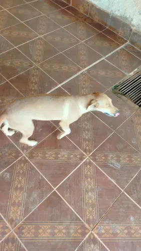 Doação de cachorrinhas maravilhosas
