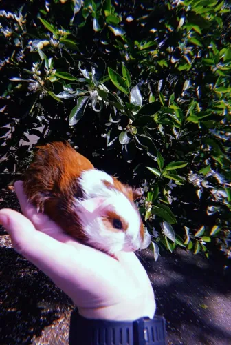 Porquinho da índia