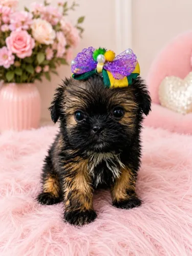 Fêmea de shihtzu, disponível, Melhor preço!