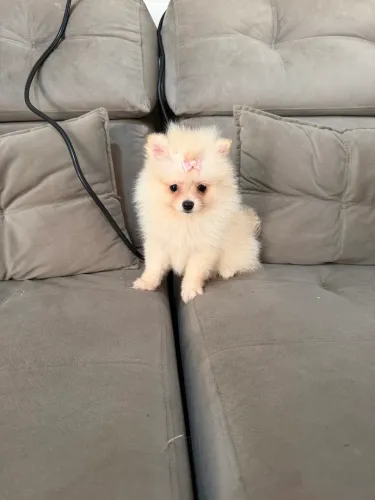Lulu Pomerania fêmea
