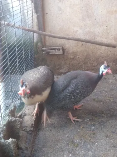 Galinhas de Angola produzindo