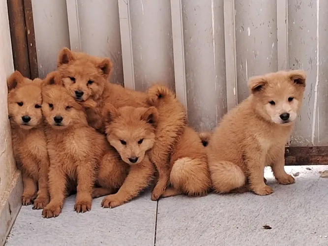 Chow chow