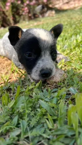 Blue heeler