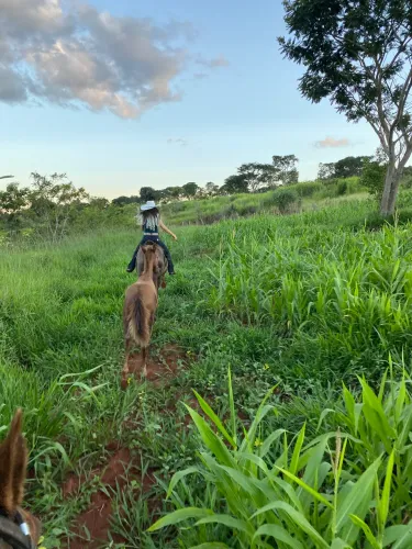 Alugo fazenda ou pasto ou compro fazenda