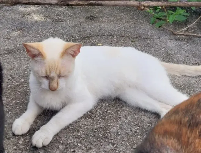 Gatinha Branca para adoção - RJ