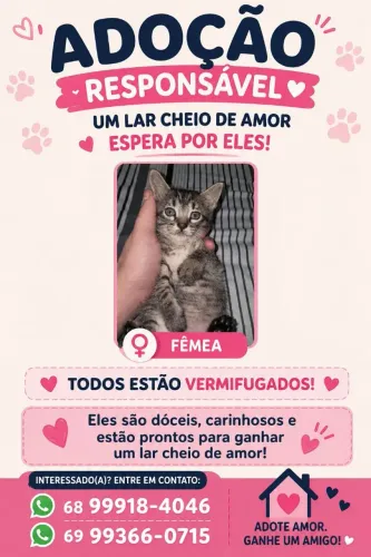 Gatos para doação