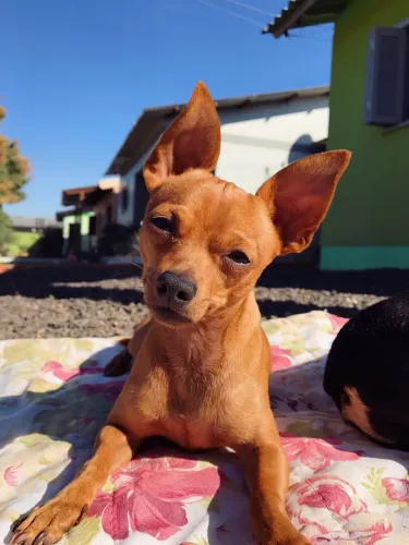 Filhotes De Pinscher - Esses Filhotes Vão Roubar Seu Coração