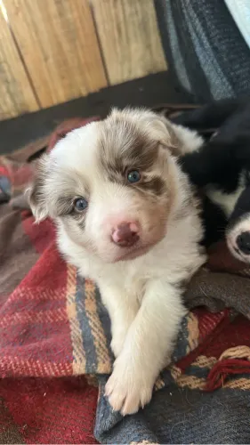Border collie fêmea Red Merle