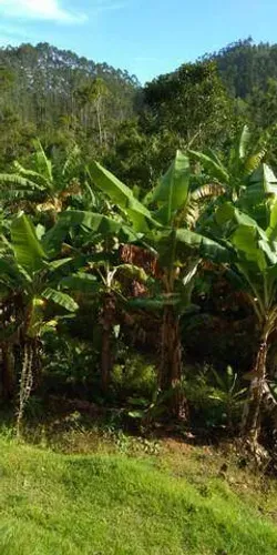 Chácara com 4 dormitórios à venda, 3150 m² por R$ 450.000,00 - Zona Rural - Monteiro Lobat