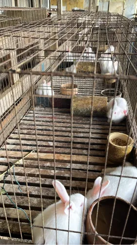 Coelhos brancos, machos a venda