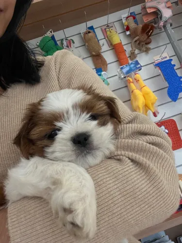 Cachorro