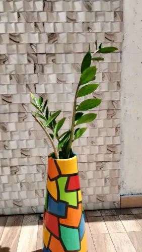 ? Zamioculca Grande c? Zamioculca Grande com Vaso Decorativo Artesanal - 4 Mudas 